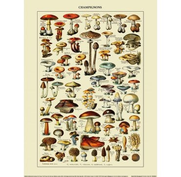 ADOLPH MILLOT (CHAMPIGNONS) ART PRINT 30X40